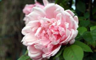 rose rosier albertine emplacement