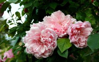 rose rosier albertine entretien