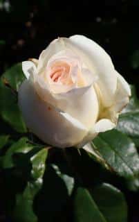 rose rosier anastasia culture entretien