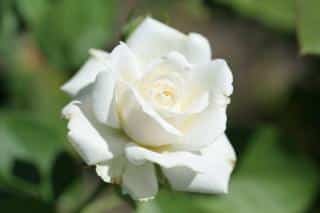 rosier ancien à fleur blanche