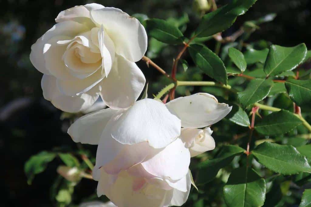 rosier rose iceberg