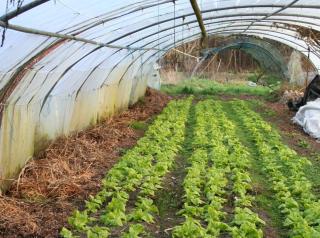 salade sous tunnel