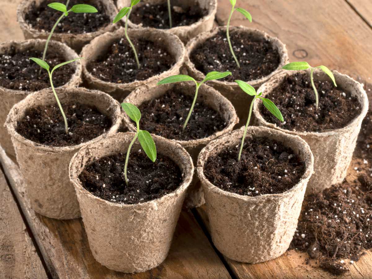 Comment réaliser avec succès vos semis de graine de tomate ?