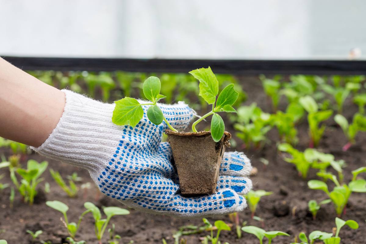 Comment repiquer ses semis de légumes au potager