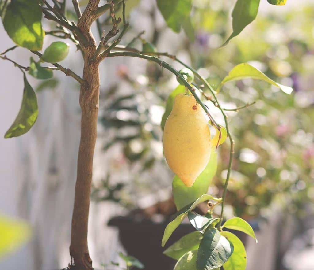 Citronnier en hiver résistance et protection contre le froid