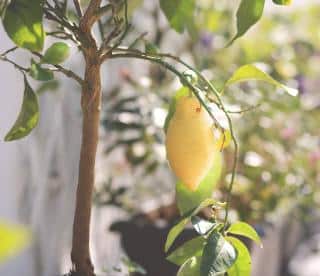 température extérieur pour sortir citronnier en pot