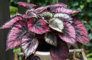 Begonia Rex feuille rouge