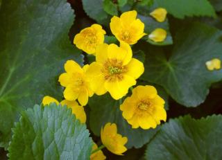 Caltha palustris - souci d'eau