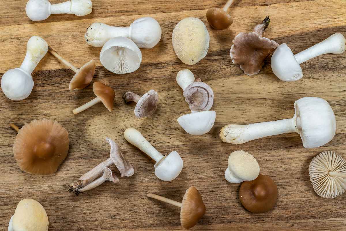 CHAMPIGNONS DU MOIS D'OCTOBRE Identifiez et récoltez !