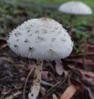 Chlorophyllum brunneum