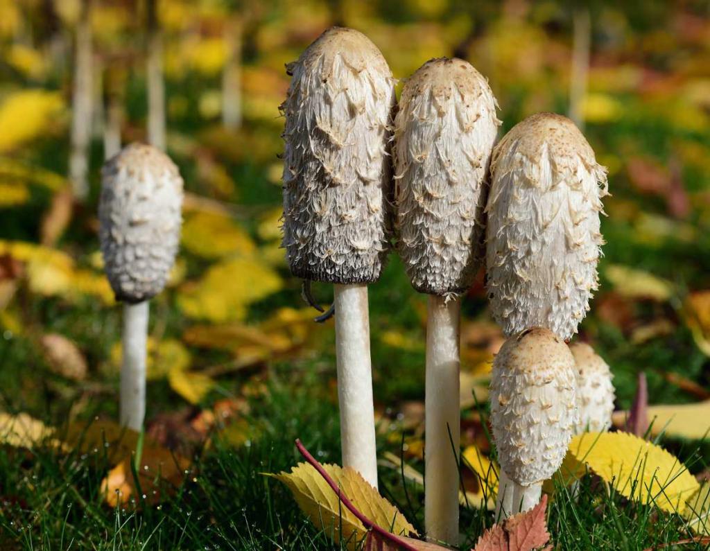 Coprin chevelu - Coprinus comatus