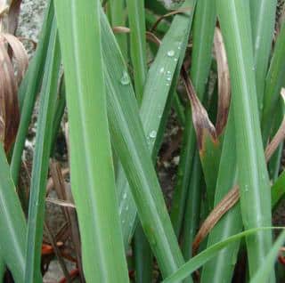 Cymbopogon citratus - Citronnelle