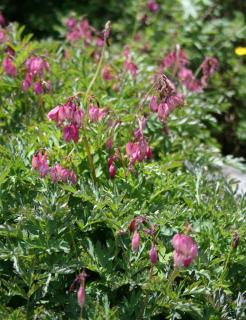 Dicentra formosa