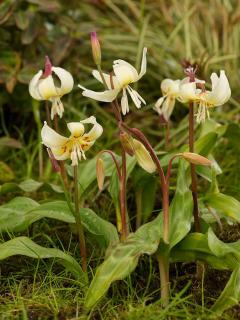 Entretien Erythronium - dent de chien - Erythrone Plantation