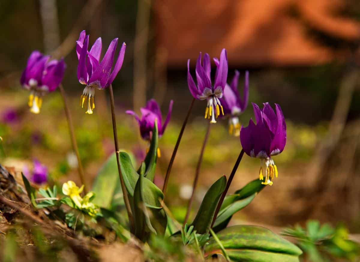 Erythronium - dent de chien - Erythrone