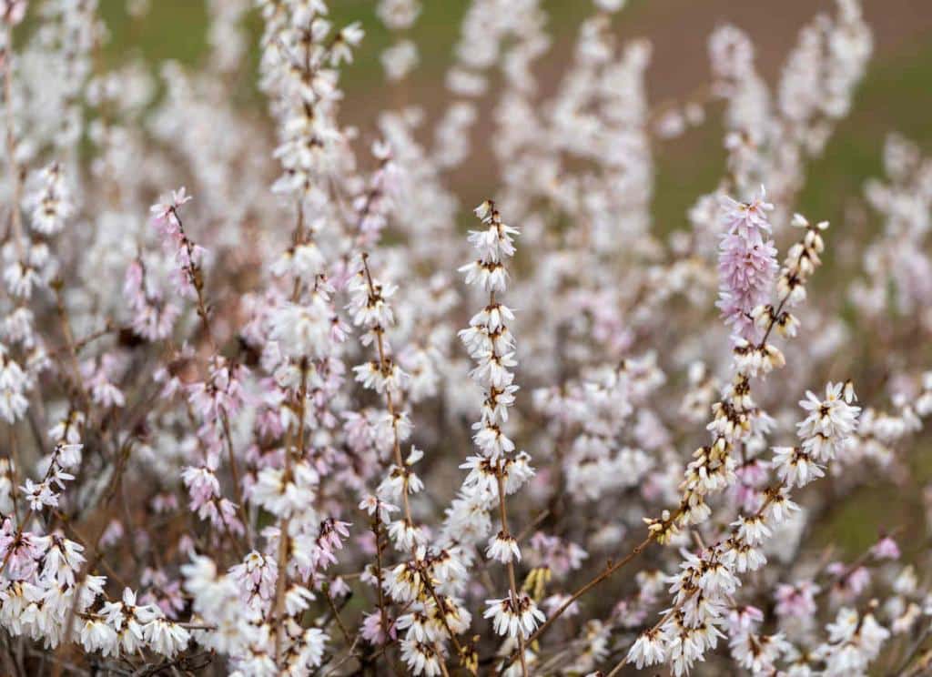 Forsythia blanc - Abeliophyllum distichum