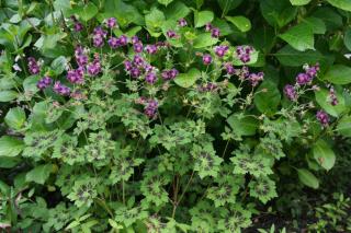 Geranium phaeum