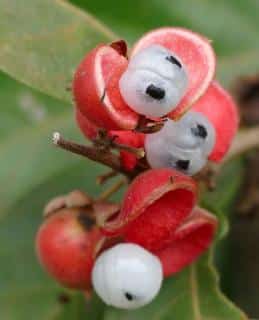 Guarana