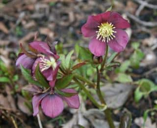 Helleborus orientalis Metallica blue