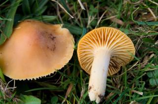 Hygrophore des prés - Cuphophyllus pratensis