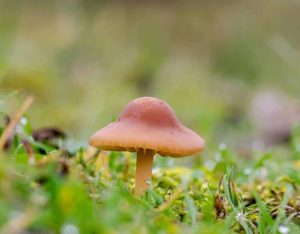 Hygrophore des prés - Cuphophyllus pratensis - Hygrophorus pratensis