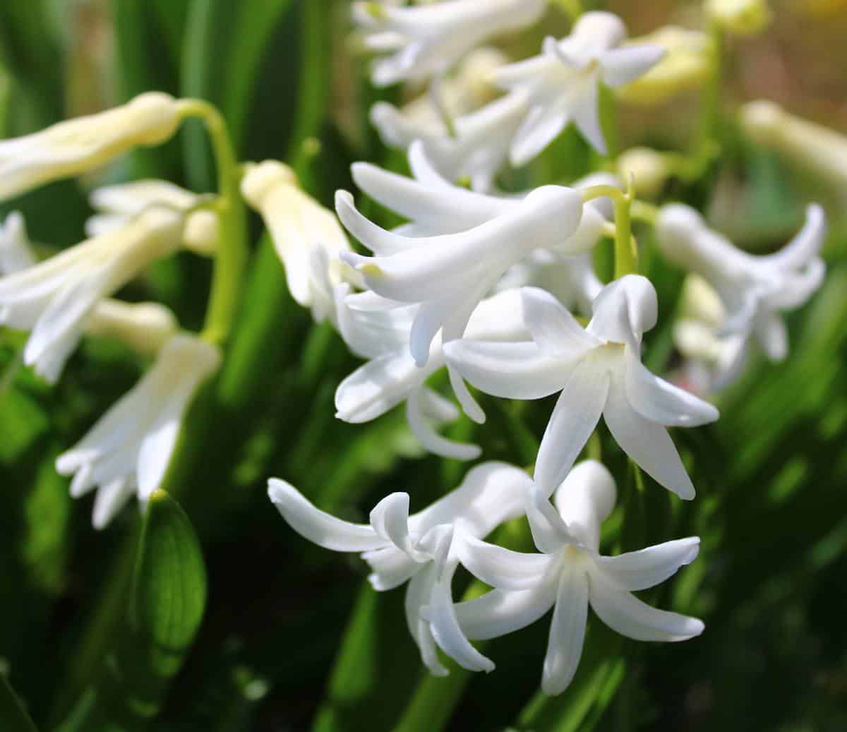 Jacinthe romaine blanche - Bellevalia romana