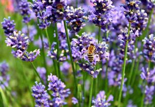 Lavandula angustifolia - Lavande