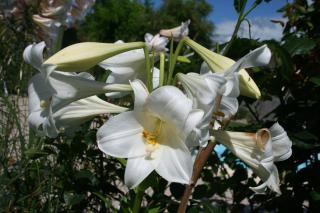 Lilium longiflorum - lis de paques