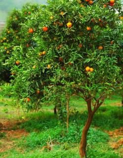 Mandarinier plantation