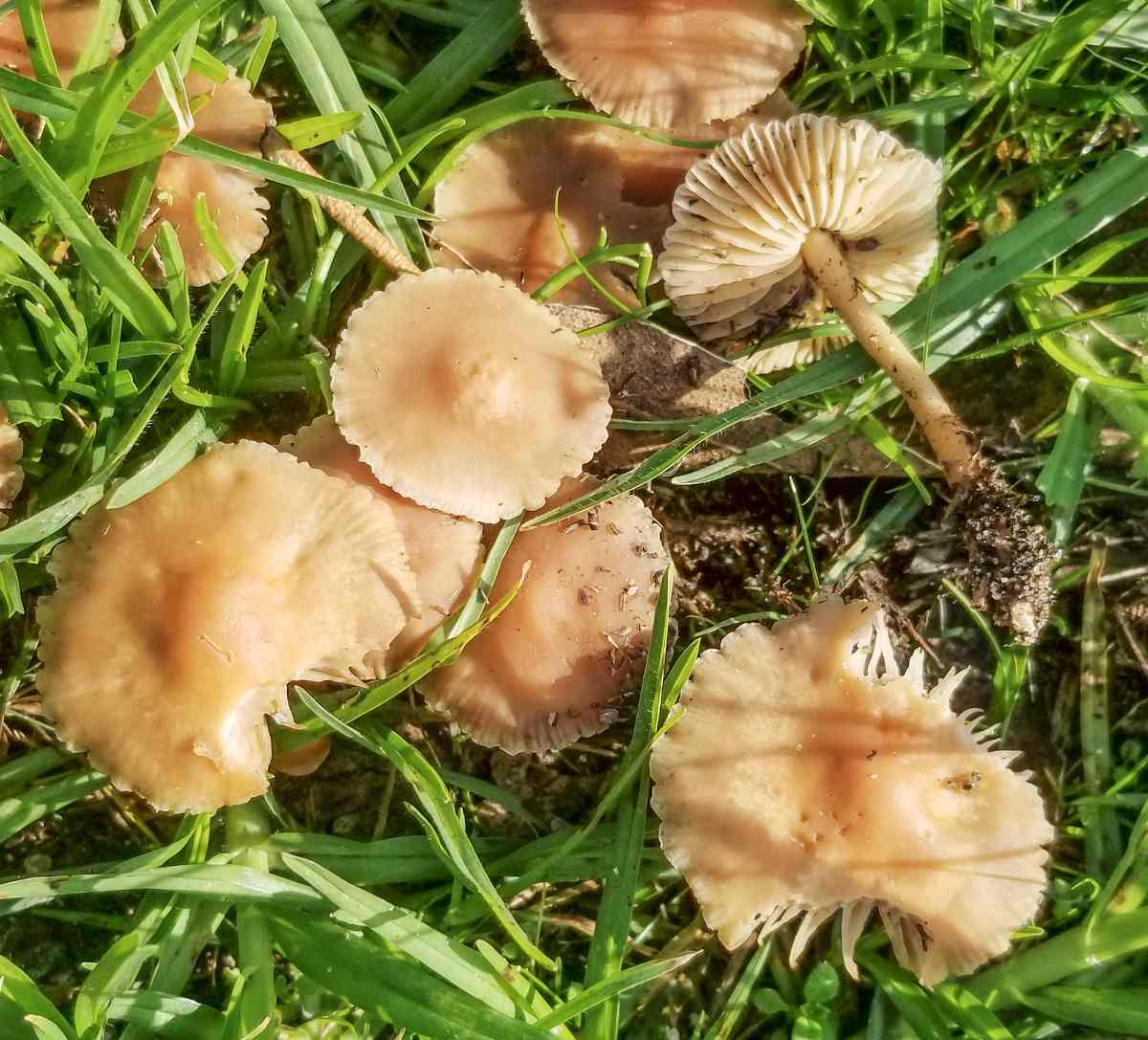 Marasme des oreades - Marasmius oreades champignon