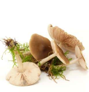 Marasme des oreades reconnaitre identifier - Marasmius oreades