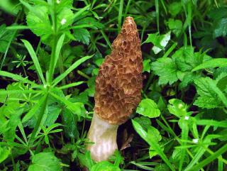 Morille - Morchella semilibera