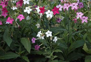 Nicotiana alata - Tabac d'ornement