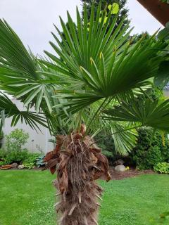Palmier chanvre - Trachycarpus fortunei