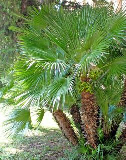 Palmier nain - Chamaerops humilis