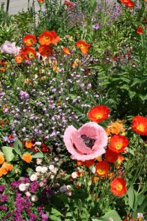 Papaver orientale et nudicaule - pavot d'islande