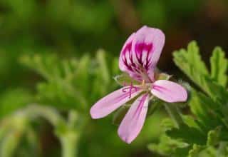 Pelargonium graveolens