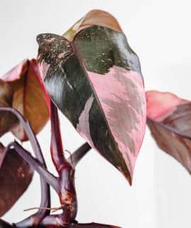 Philodendron Pink Princess