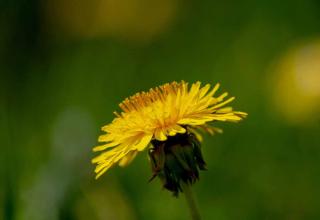 Plante pour faire baisser la tension : le pissenlit