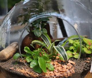 Terrarium - bonbonne - Plante intérieur feuillage coloré