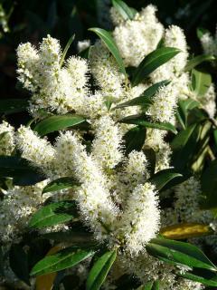 Prunus laurocerasus en fleur