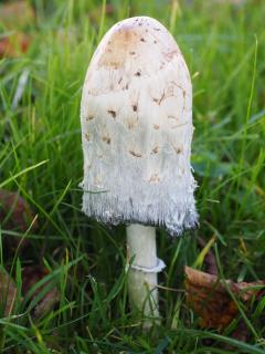 Reconnaitre Coprin chevelu - Coprinus comatus