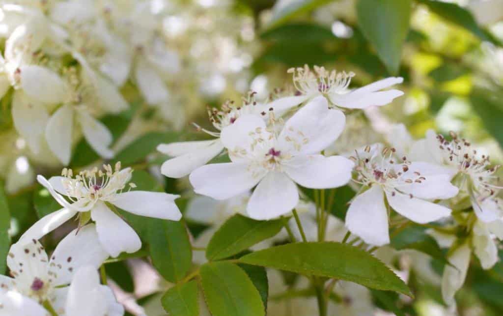 Rosa-banksiae-var.-normalis