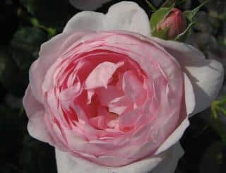 Rosa Scepter'd Isle