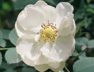 Rosa Alba Semi-plena