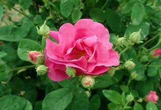 Rosa gallica officinalis