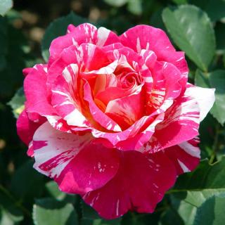 Rose Maurice Utrillo