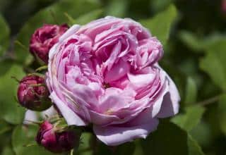 Rose de Damas