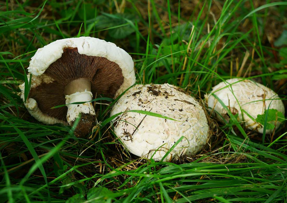 CHAMPIGNONS DU MOIS D'OCTOBRE Identifiez et récoltez !