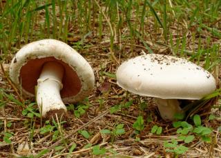 Rosé des prés - agaricus campestris